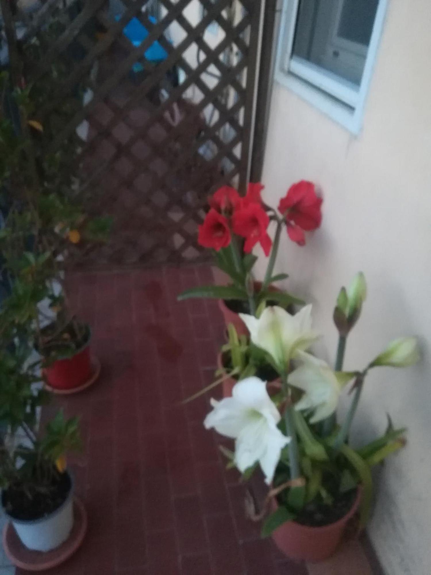فندق Casa Silvia كالتاجيروني المظهر الخارجي الصورة